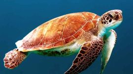 żółw pływający w oceanie