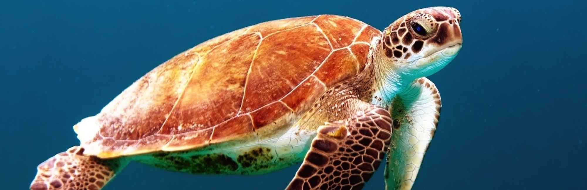 żółw pływający w oceanie